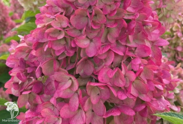 Фото Гортензия метельчатая Мэджикал Маунт Фуджи