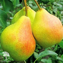 Груша Ириста