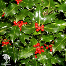 Падуб остролистный Аляска