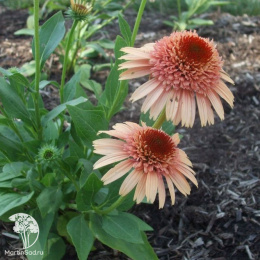 Эхинацея Суприм Канталупе