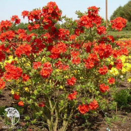 Азалия крупноцветковая Фейерверк