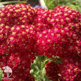 Тысячелистник Флауэрбраст Ред Шейдс
