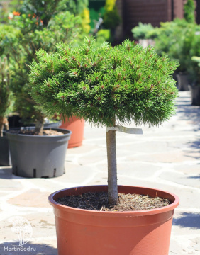Фото Сосна горная Винзиг на штамбе