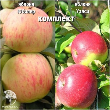 Фото Сверхвыгодный комплект! Яблоня Юбиляр + опылитель яблоня Уэлси