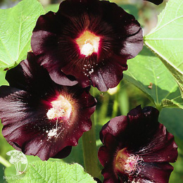 Мальва розовая Нигра