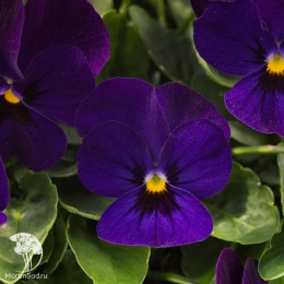 Фиалка (Виола) рогатая Модница