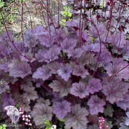 Гейхера Фростед Вайолет