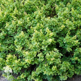 Барбарис Тунберга Грин Клауд