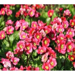 Saxifraga arendsii Harder Zwerg Камнеломка Арендса Хардер Цверг