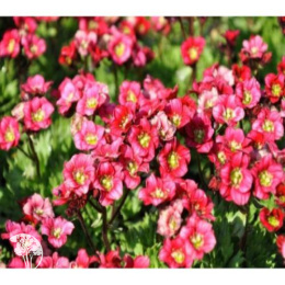 Saxifraga arendsii Harder Zwerg Камнеломка Арендса Хардер Цверг