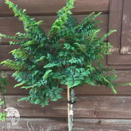 Вяз малый Жаклин Хилье на штамбе