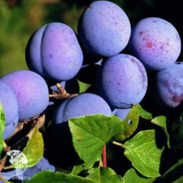 Слива гибрид Скороплодная + Этюд