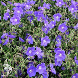 Герань гибридная Бруксайд