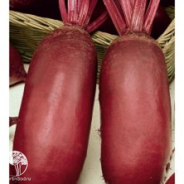 Свекла Цилиндра