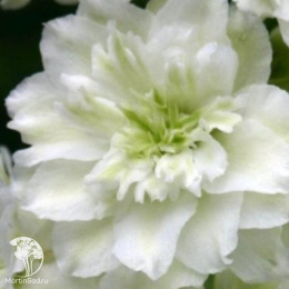 Дельфиниум Новозеландский гигант лайм, супермахровый