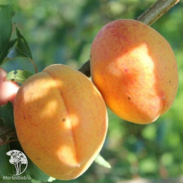 Абрикос Погремок