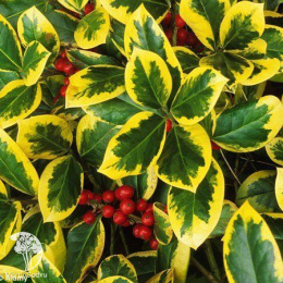 Падуб альтаклеренсис Голден Кинг