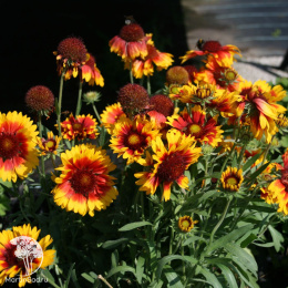 Гайлардия гибридная Бремен