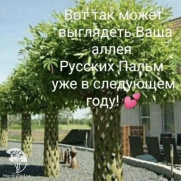 Ива плетёная (датские корни)