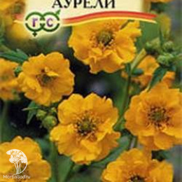 Гравилат Аурелия  чилийский , серия Устойчив к заморозкам!