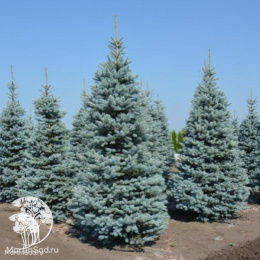 Ель колючая Омега в контейнере