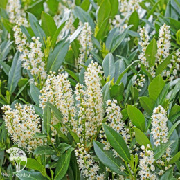 Лавровишня обыкновенная Антониус