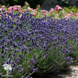 Набор для ароматной грядки лаванда Дварф Блю + Хидкот + Розеа