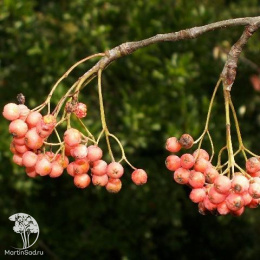 Рябина двухцветная