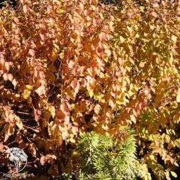 Дёрен кроваво-красный Мидвинтер Файер на штамбе