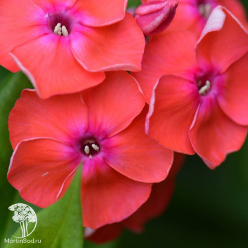 Фото  Флокс метельчатый Флейм Корал