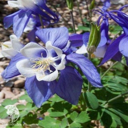 Aquilegia Earlybird Purple White Аквилегия Эрлибёрд Пурпл Вайт
