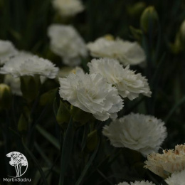 Гвоздика Колорес Зури