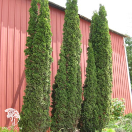 Туя западная Дегрут Спайр