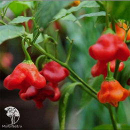 Перец острый Визирь