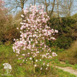 Магнолия звездчатая Розеа