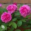 Роза Английская Гертруда Джекилл фото 3 
