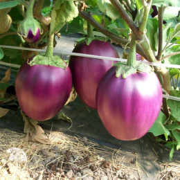 Баклажан Боровичок 