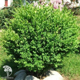 Самшит вечнозеленый Кула