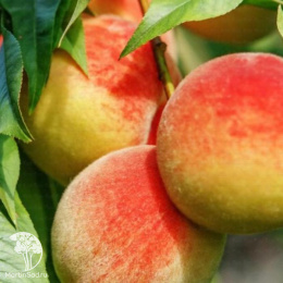 Персик Ветеран