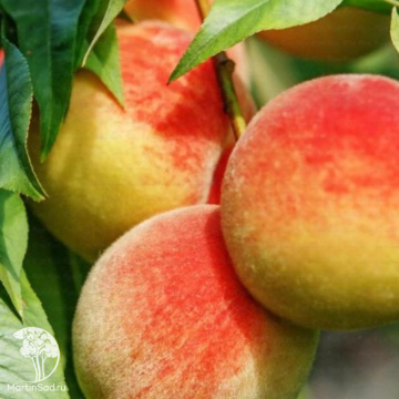 Фото Персик Ветеран