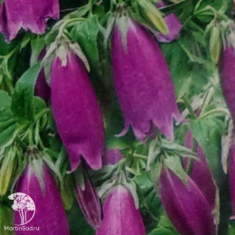 Колокольчик Дионис точечный