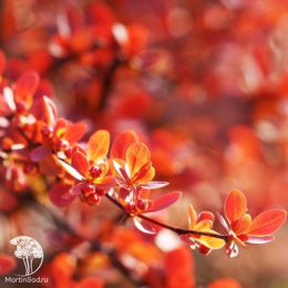 Барбарис Тунберга Оранж Альф