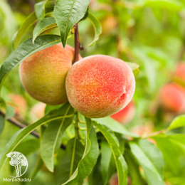 Персик мини Хоней Голд