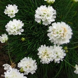 Армерия приморская Вайт Селект