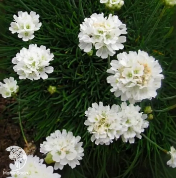 Фото Армерия приморская Вайт Селект