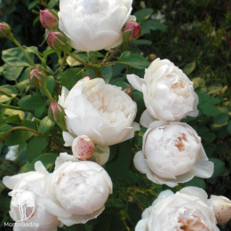 Роза Гламис Кастл