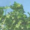Петрушка листовая Салатная фото 2 