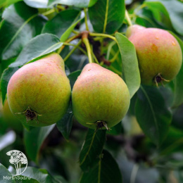 Груша гибрид Любимица Яковлева с грушей Мраморная