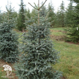 Пихта новогодняя испанская Глаука 60-80 см