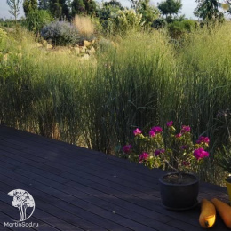 Просо прутьевидное Никан